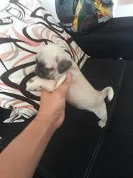 bellos pug mini