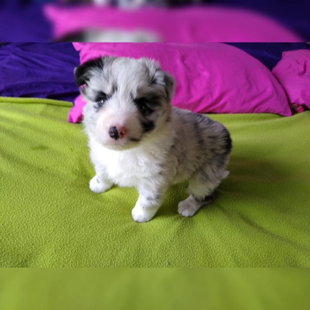 border collie