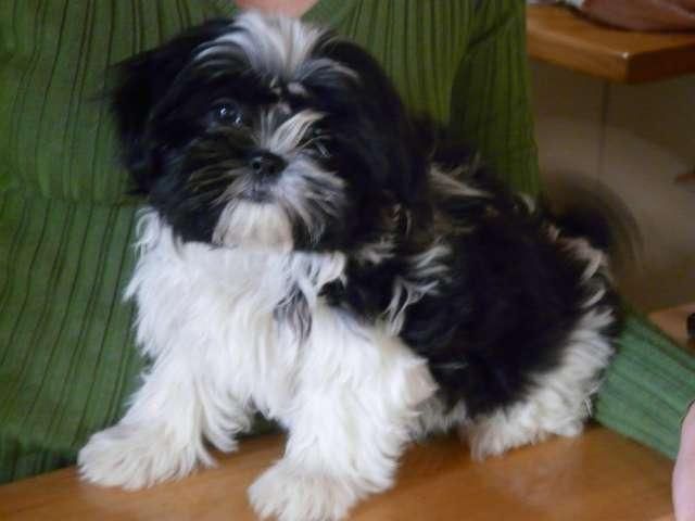 cachorros shihtzu disponibles