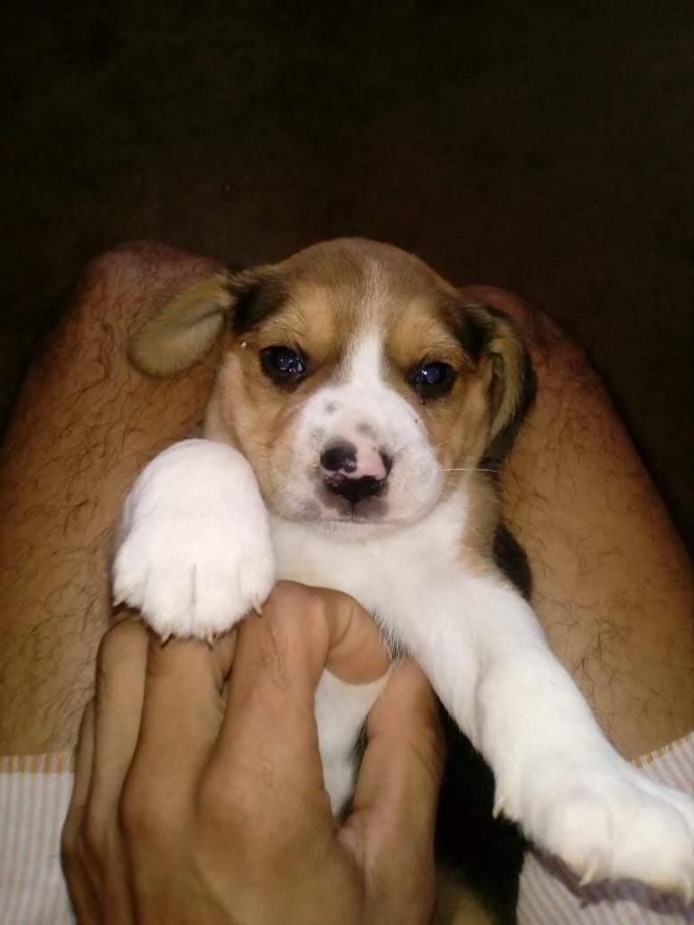 Beagle Macho