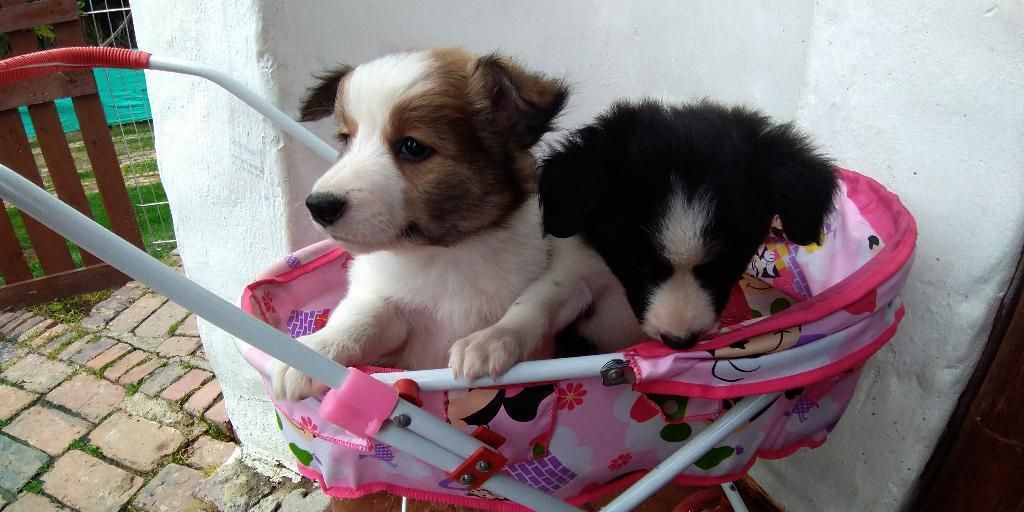 Border Collie