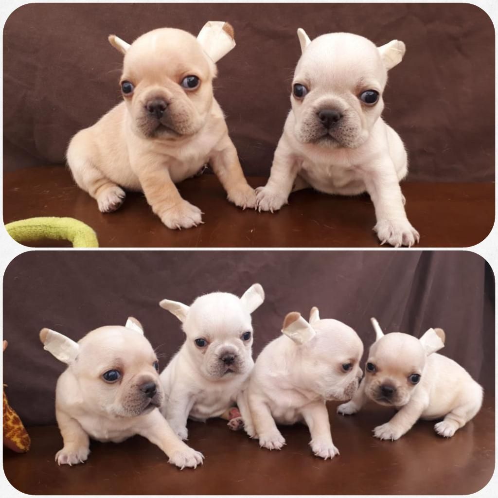 Cachorros Bulldog Francés