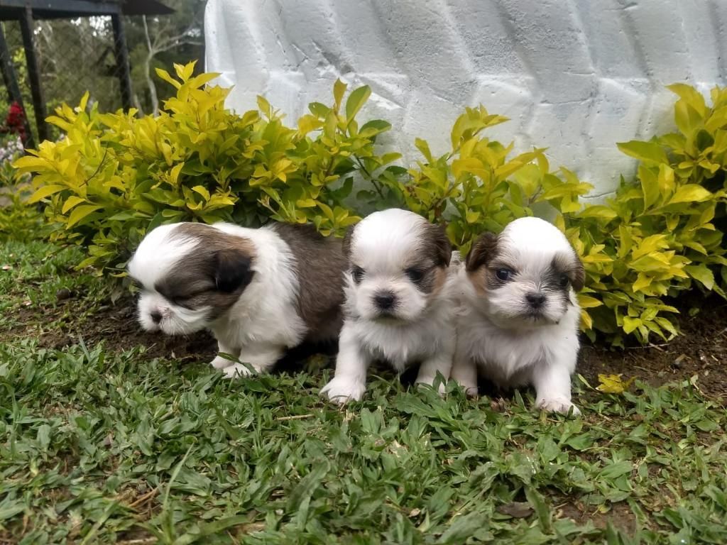 Cachorros Chittzu Mini