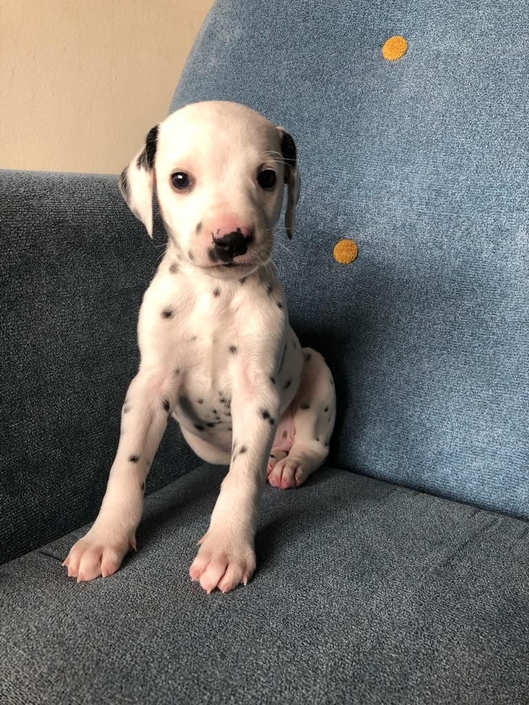 Cachorros Dalmata Disponibles