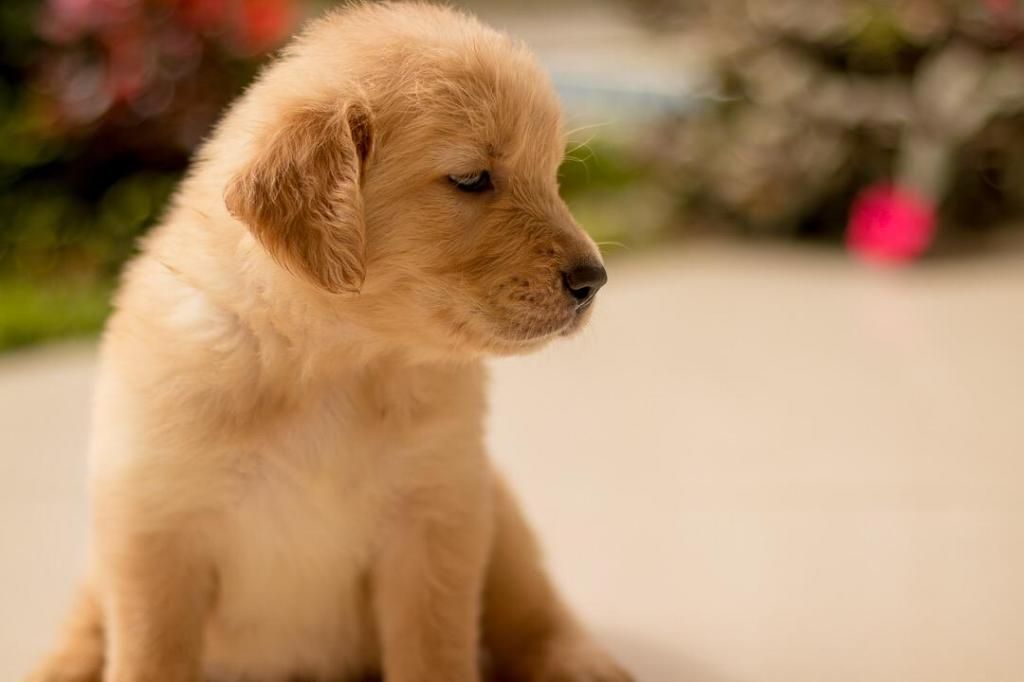 Cachorros Golden Retriever