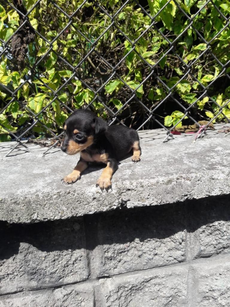 Cachorros Pincher Bolsilleros