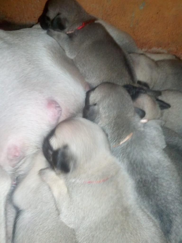 Cachorros Pug Mini