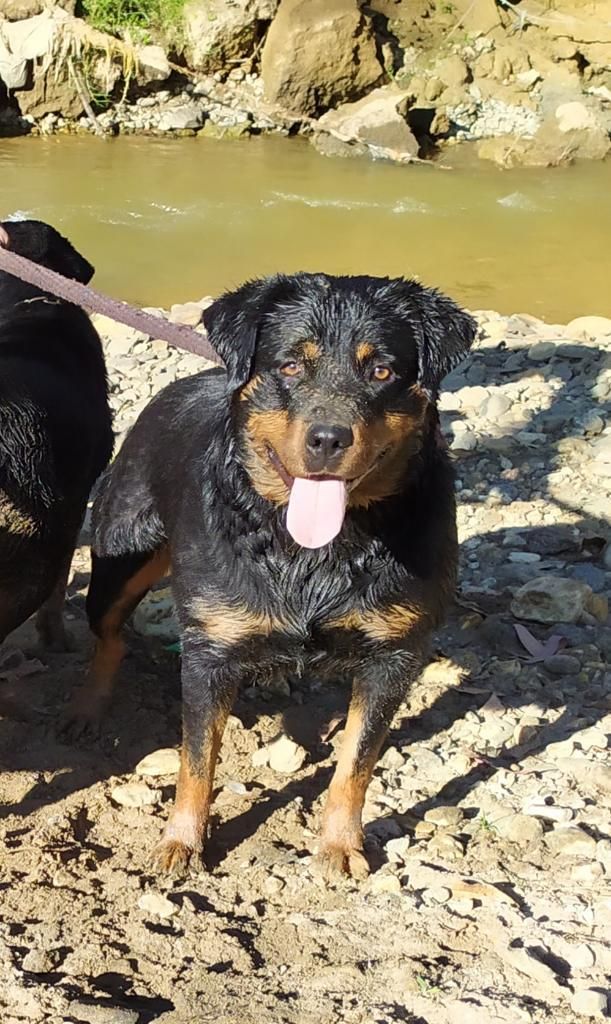 Cachorros Rottweiler Medellin - Rionegro