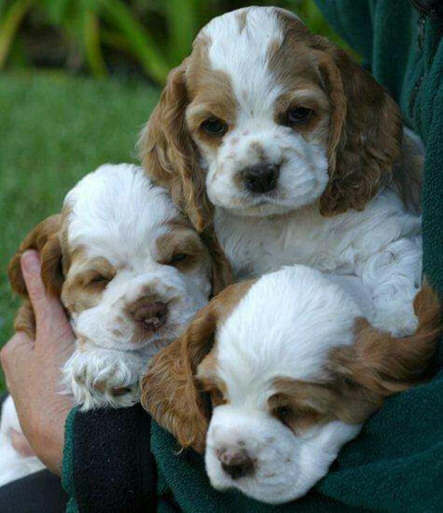 Cachorros de Cocker Coker Coquer