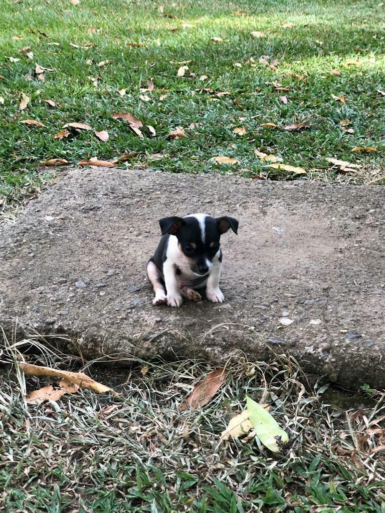 Chihua Hua con Pincher