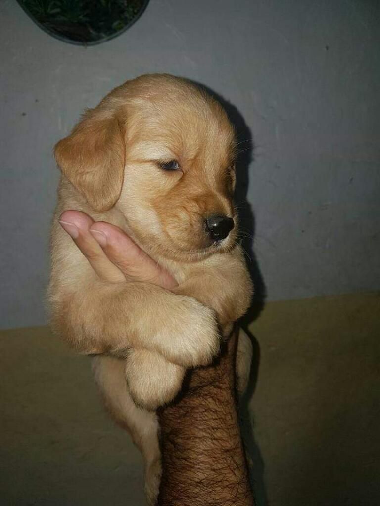 Criadero de Golden Retriever