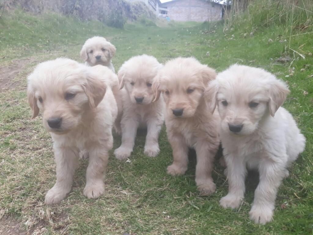 Golden Retriever