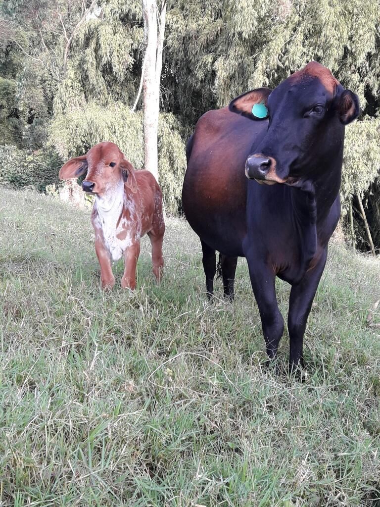 Hermosa Vaca con Ternero