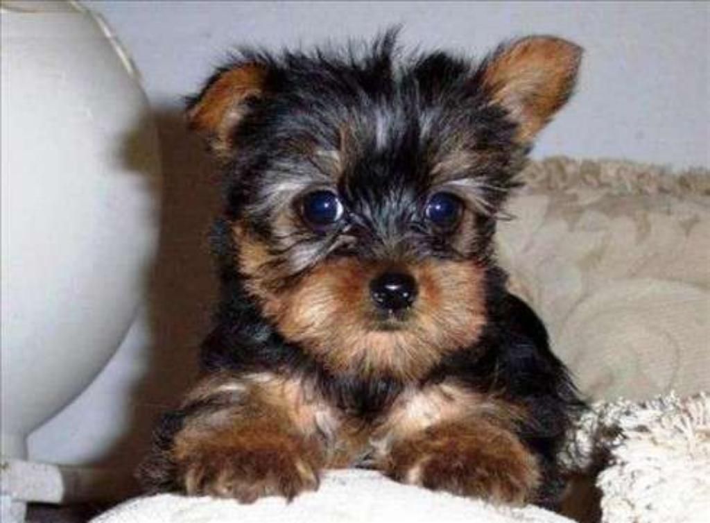 Hermosa Yorkshire Terrier Dos Meses