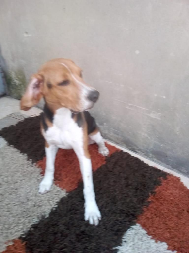 Hermoso Perrito Beagle en Adopción