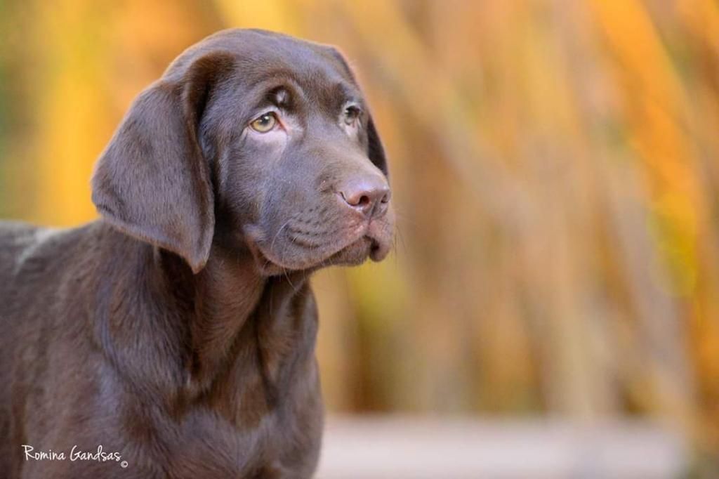 Hermosos Cachorros Labrador Chocolate