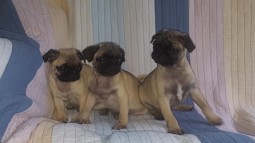 Hermosos Cachorros Pug Carlino