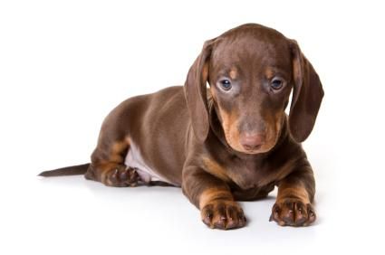 Hermosos cachorros EXOTIC teckel dachshund chocolates