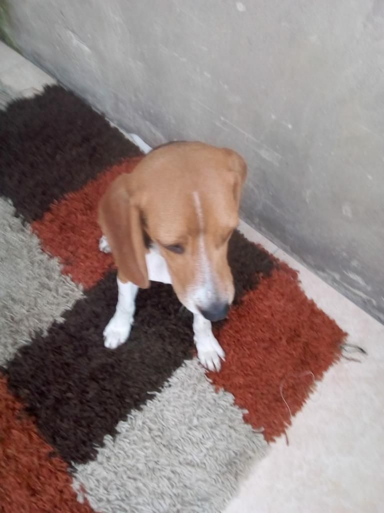 Perrito en Adopcion Raza Beagle