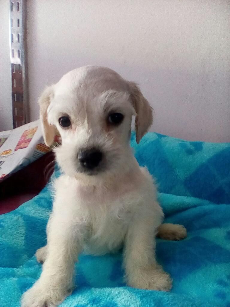 Schnauzer Se Vende