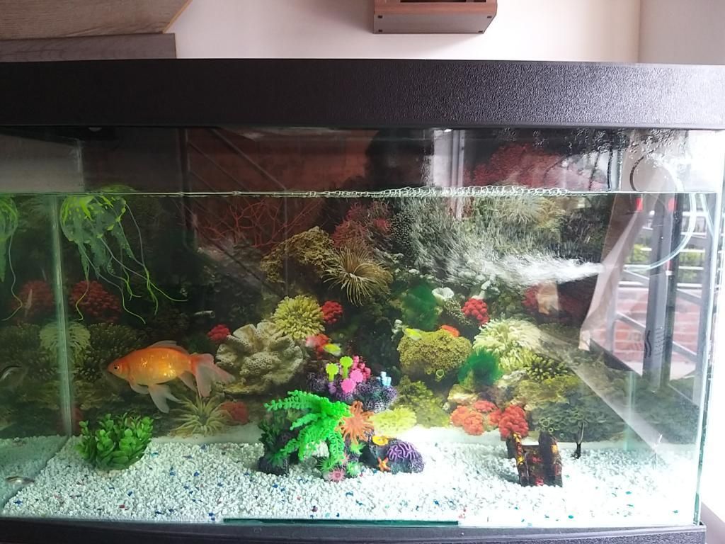 Se Vende Acuario