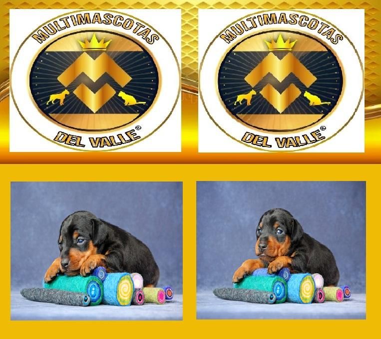 TIENDA DE MASCOTAS EN CALI OFRECE DOBERMAN CACHORRO CON