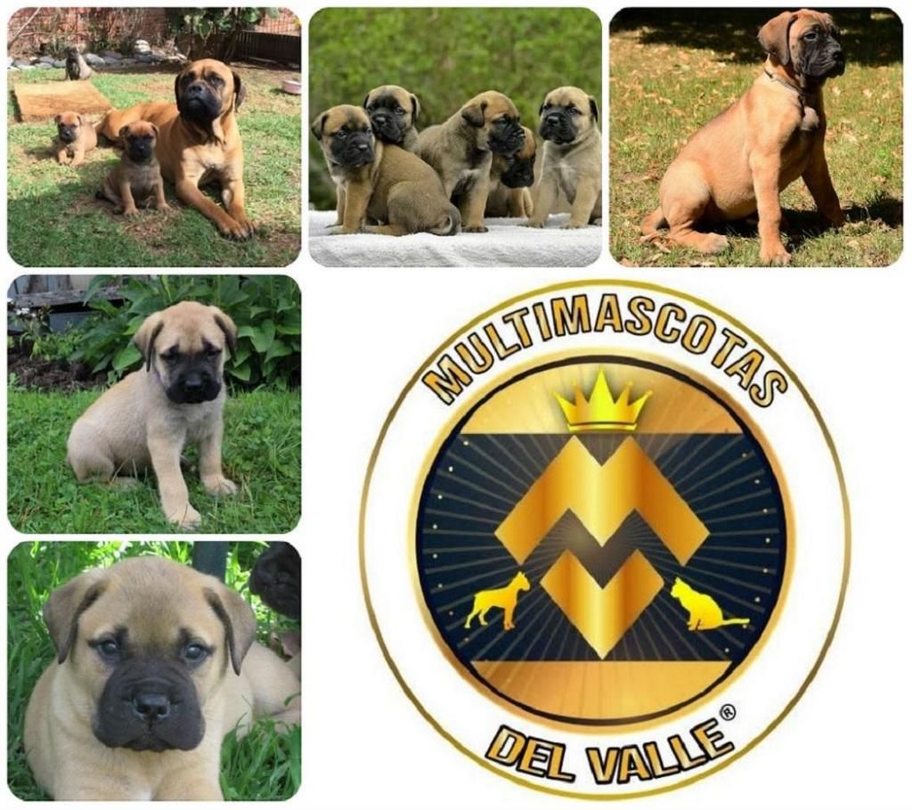 VENTA DE CACHORROS BULLMASTIFF