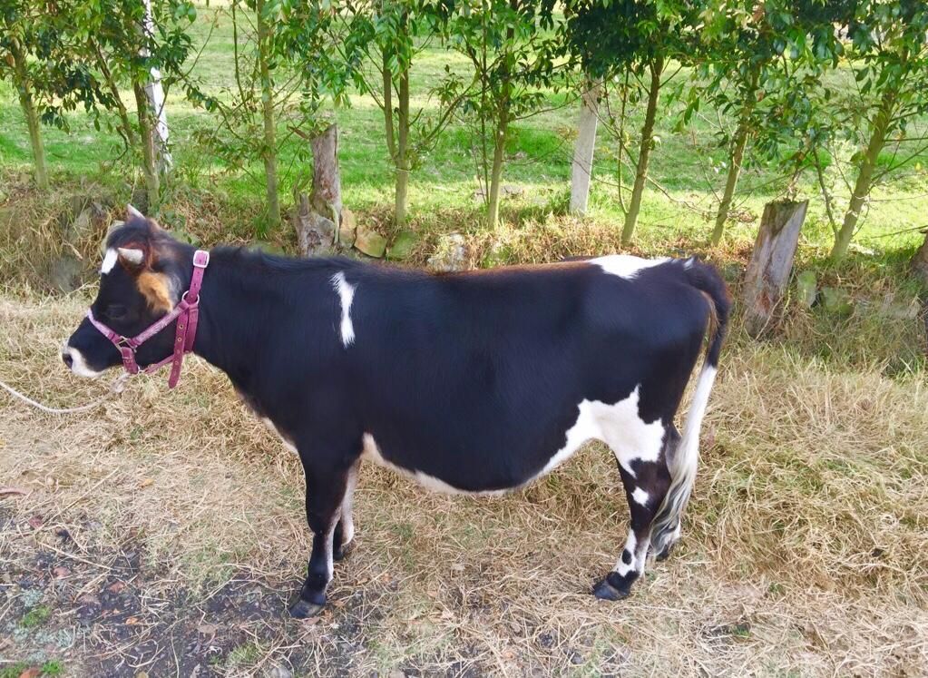 Vendo Patiana extra mini cattle jerhol