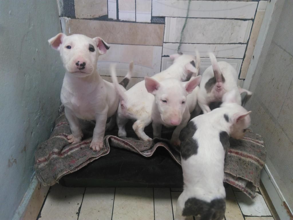 Vendo hermosos bullterrier