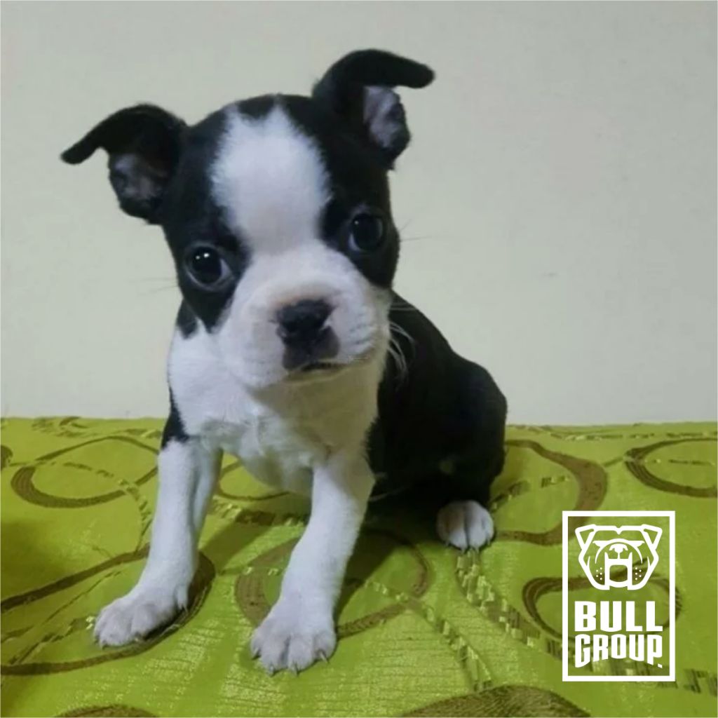 BOSTON TERRIER HERMOSOS CACHORRITOS NIÑAS Y NIÑOS