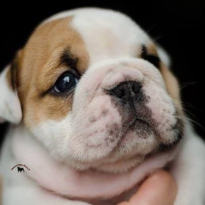 BULLDOG INGLES AELIA