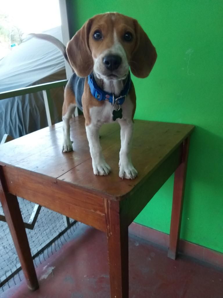 Beagle Ingles Tricolor