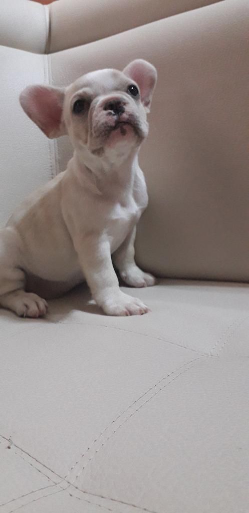 Bulldog Francés Hembra