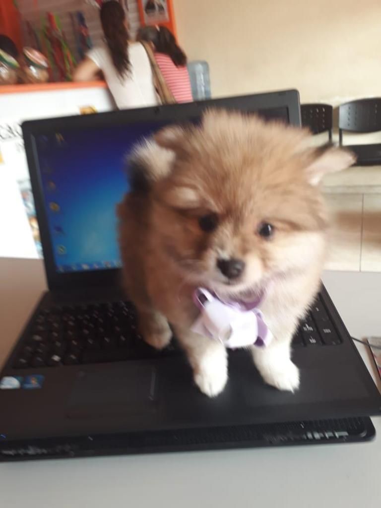 CACHORRITOS: POMERANIA CERTIFICADOS Y EN EXCELENTES