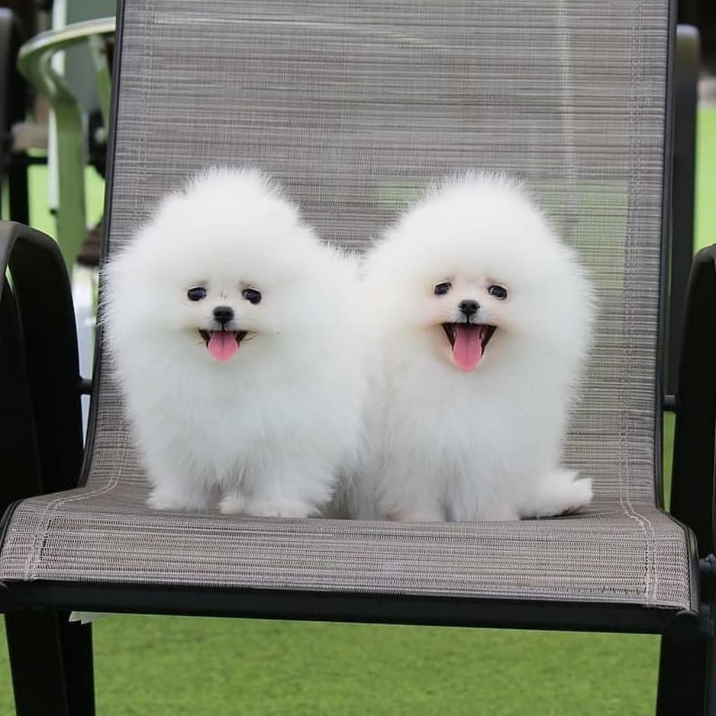 Cachorros Bebes Pomeranias Disponibles