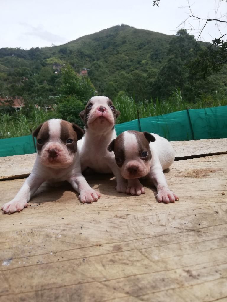 Cachorros Terrier Rojos