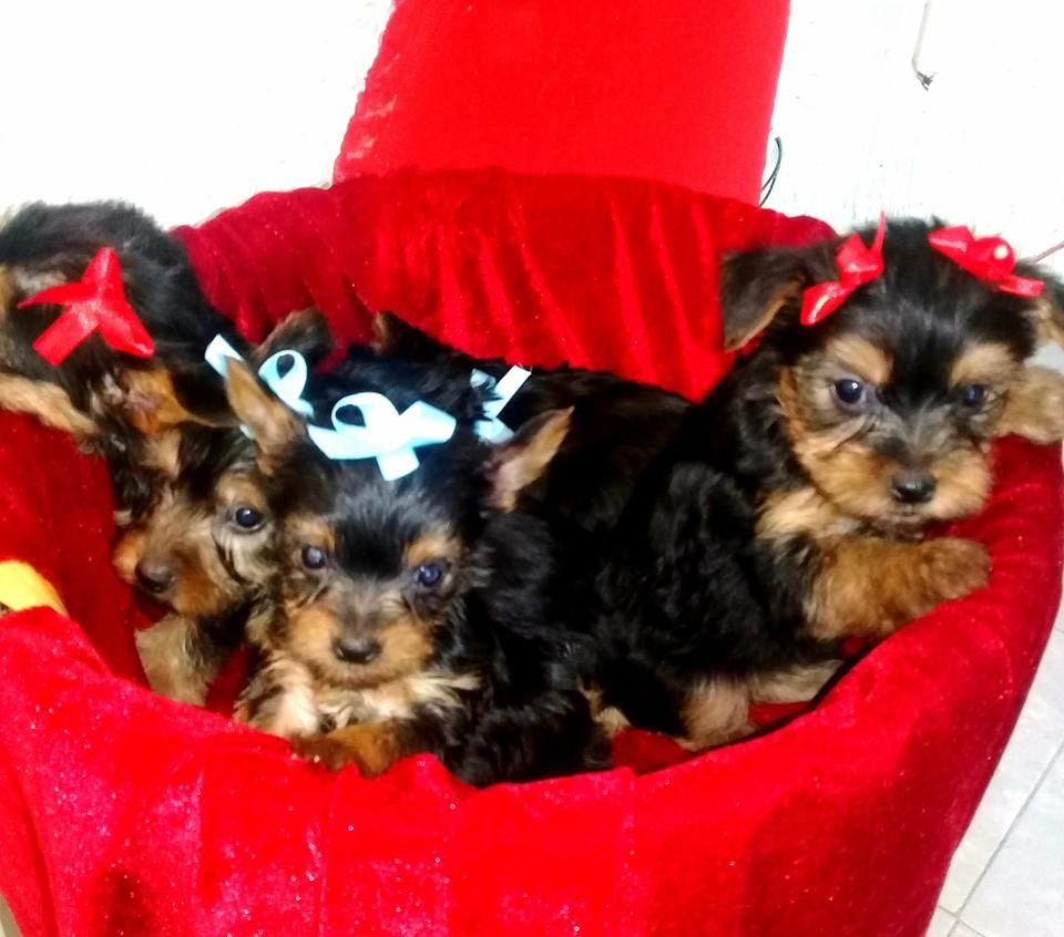 EN SU TOTALIDAD, LISTOS PARA ENTREGA YORKSHIRE TERRIER.