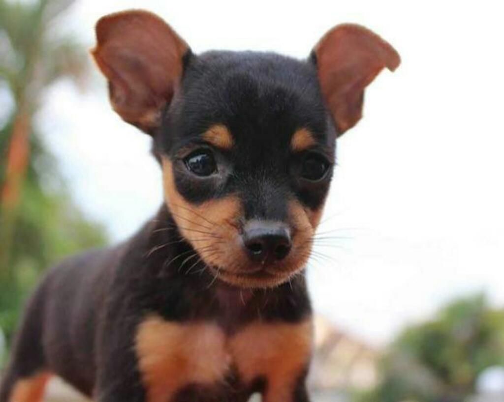 Hermoso Mini Pinscher
