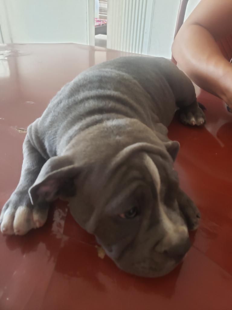 Hermosos Cachorros