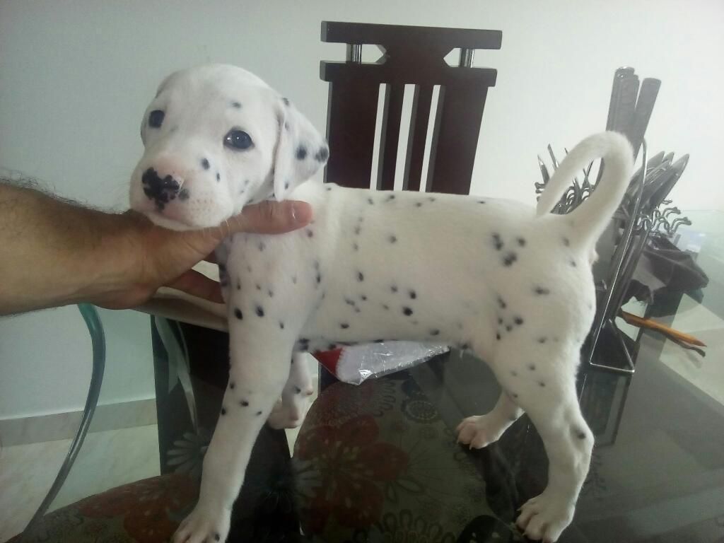 Hermosos Cachorros Dalmata