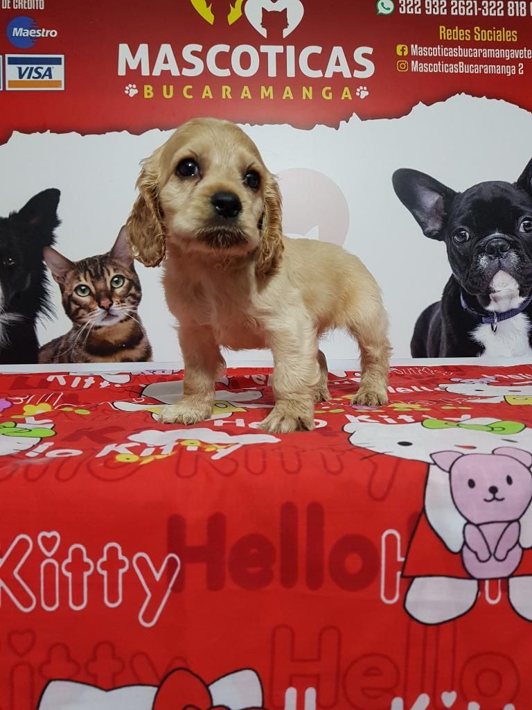 Hermosos Caninos Cocker Spaniel