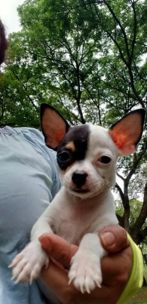 Lindo Chihuahua
