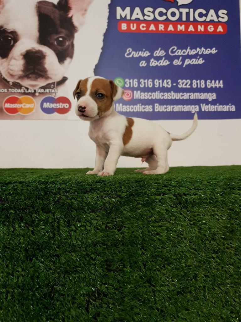 Muy Bellos Jack Russell Disponibles