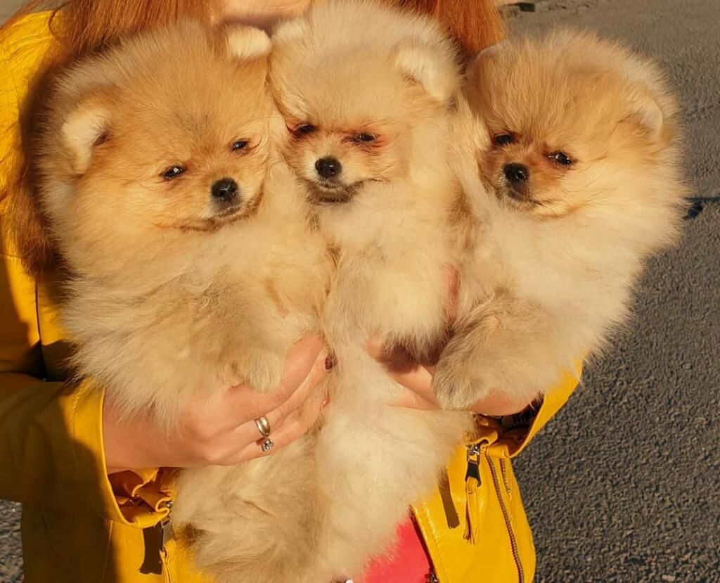 Ofresco Perros Raza Pomeranias Venta