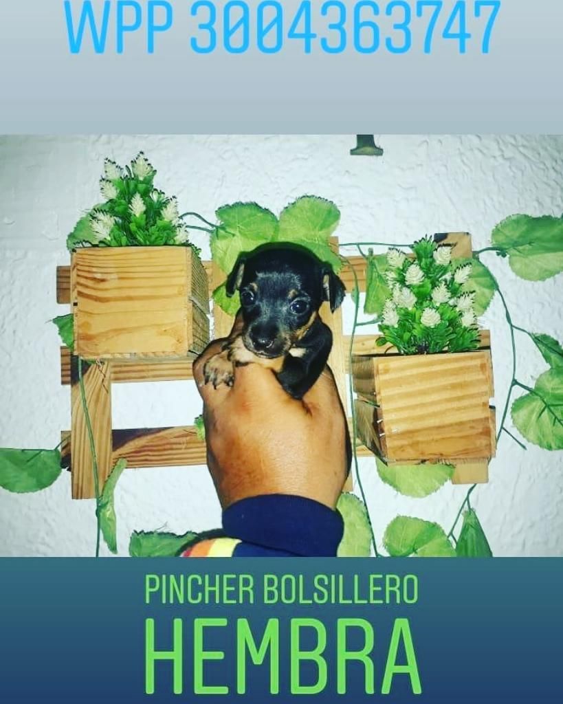 Pincher Bolsillera