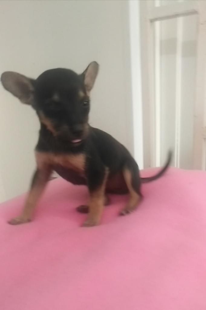 Pincher Chihuahua Criador Directo