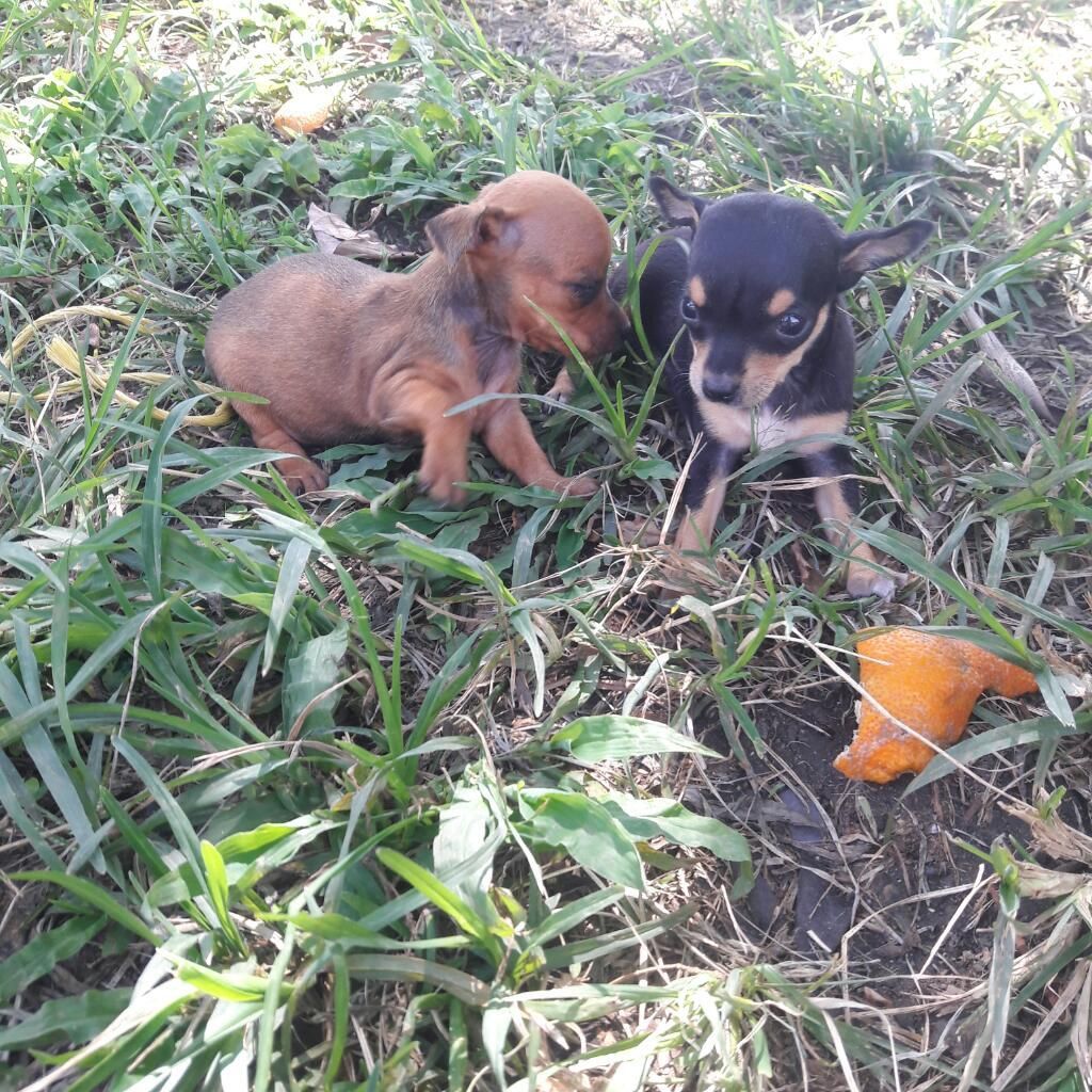 Pincher Miniatura de 50 Dias Egro Fuego