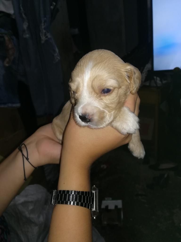 Se Venden Cachorros Cocker