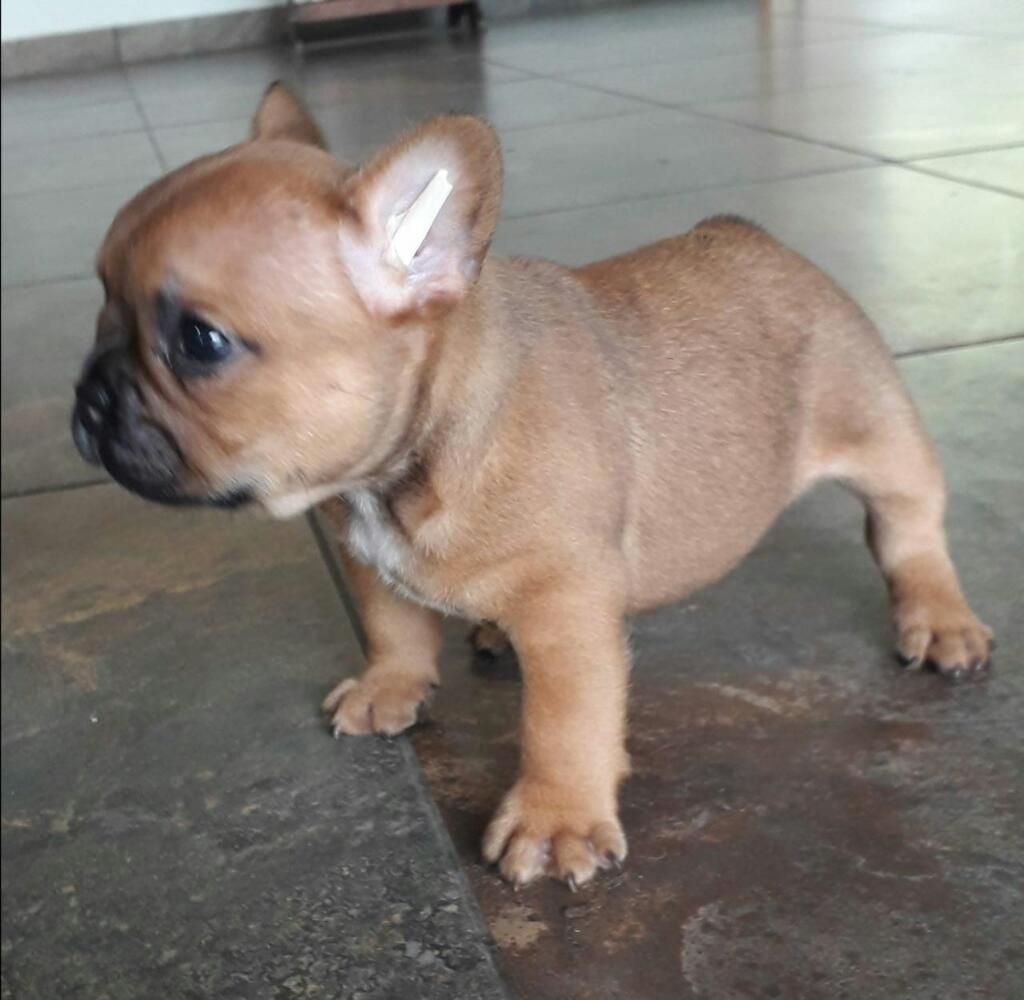 Se Venden Hermosos Cachorros Frenchies