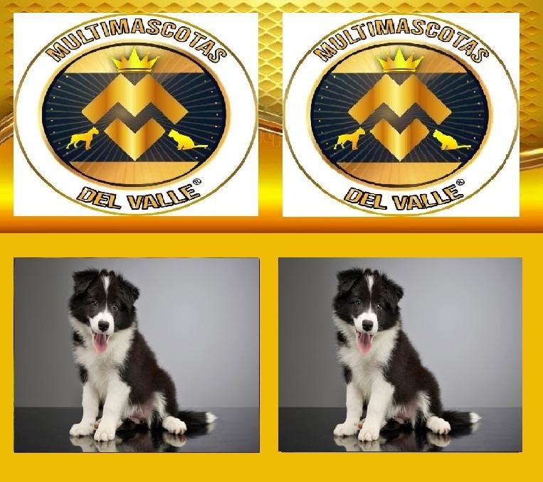 TIENDA DE MASCOTAS EN CALI OFRECE BORDER COLLIE CACHORRO CON